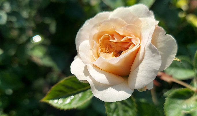 David Austin Emily Bronte Rose