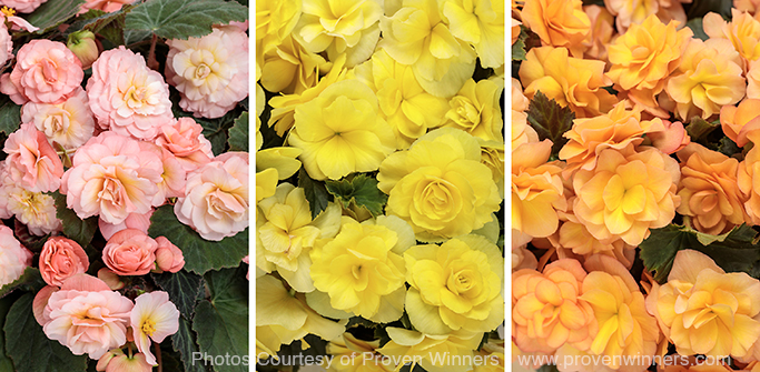 Solenia & Double Delight Begonias Proven Winners