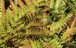 Autumn fern