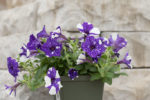 Kims petunias