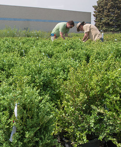 inspectiong some boxwood