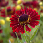 Helenium