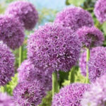 Allium Globemaster