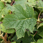 Hydrangea quercifolia 'Ruby Slippers'