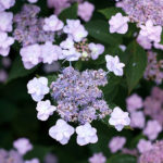 Hydrangea Tint Tuff Stuff