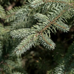 Picea pungens 'Glauca'