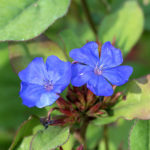 Ceratostigma