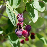 amelanchier berries