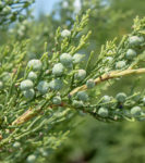 Juniper berries