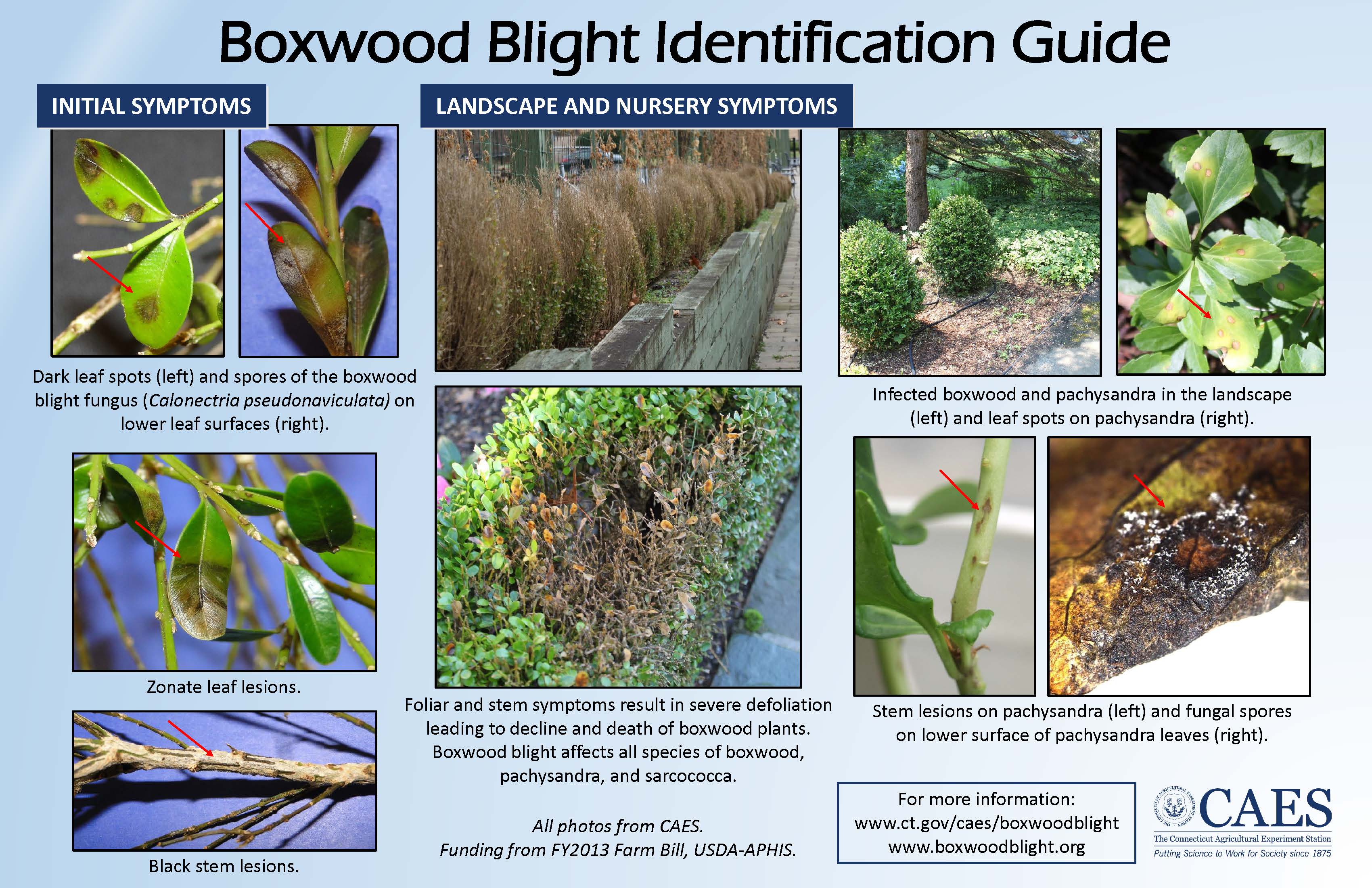 Boxwood Blight ID