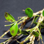 Boxwood Blight leaf symptoms