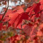 Acer Autumn Blaze