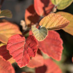 Fothergilla