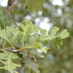 Quercus macrocarpa