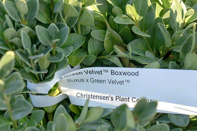 Green Velvet Boxwood