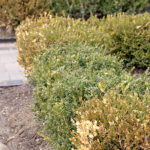 Winter damaged boxwood