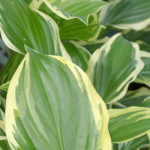 Hosta 'So Sweet'