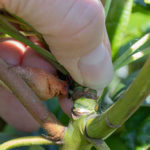 Rhody snapping bud