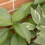 Hydrangea Mariesii Variegata