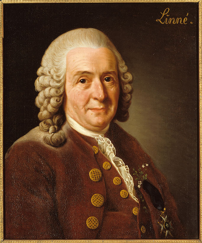 Carl Linnaeus - Wikipedia