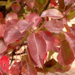 Pyrus fall color