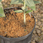 Rice hulls on lilium