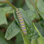 Monarch caterpillar