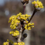 Cornus mas 'Golden Glory'