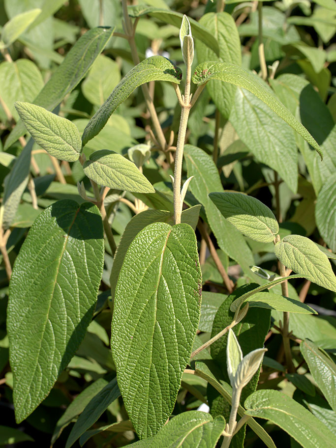 Viburnum rhytidiphyllum