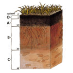 Soil structure