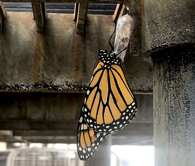 emergent male Monarch