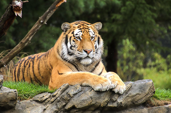 Tiger Detroit Zoo ©David Krajiniak 2019