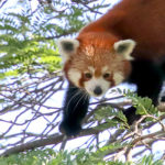 Red Panda Detroit Zoo ©David Krajiniak 2019