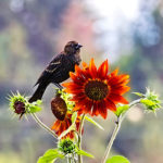 Bird and sunflower