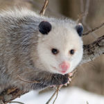 Opossum - Wikipedia