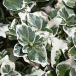 Euonymus Emerald Gaiety