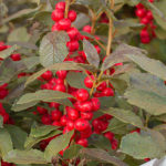 Ilex verticillata Red Sprite