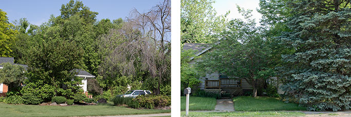 overgrown landscaping examples