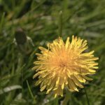 Dandelion