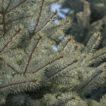 colorado spruce