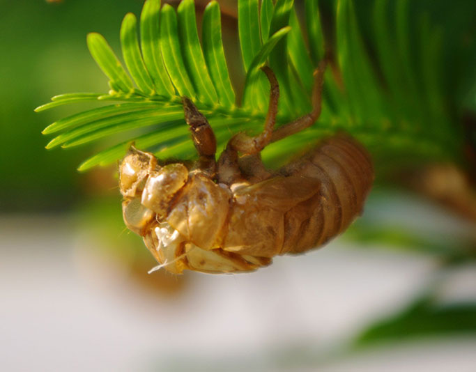 cicada molt