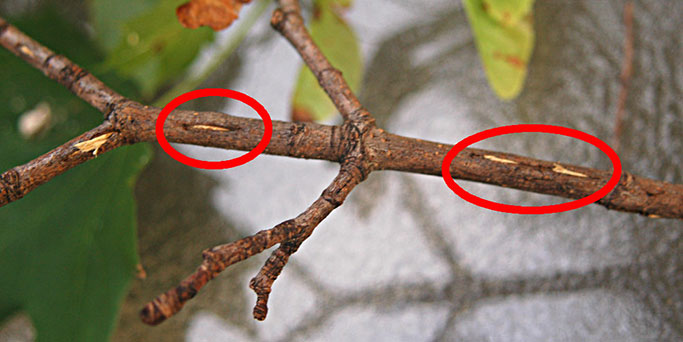 cicada egg laying scars on tree branch