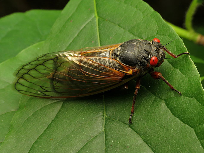 17 year cicada