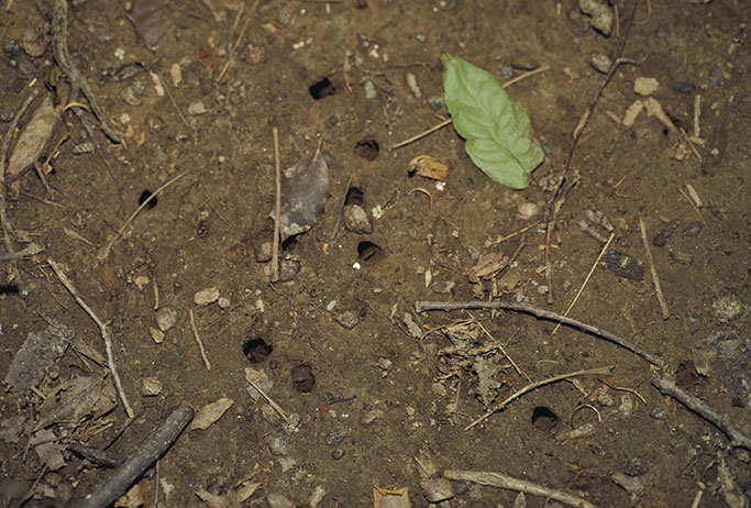 cicada emergence holes
