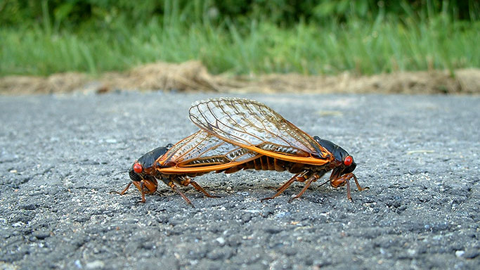 mating cicadas