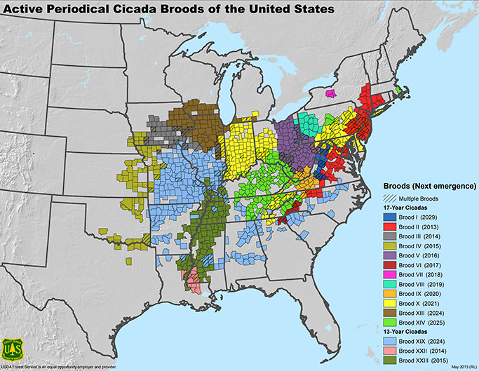 Cicada map smol