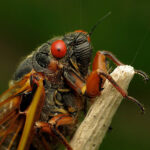 cicada close up