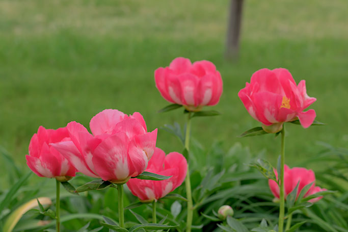 Peony 'Flame'