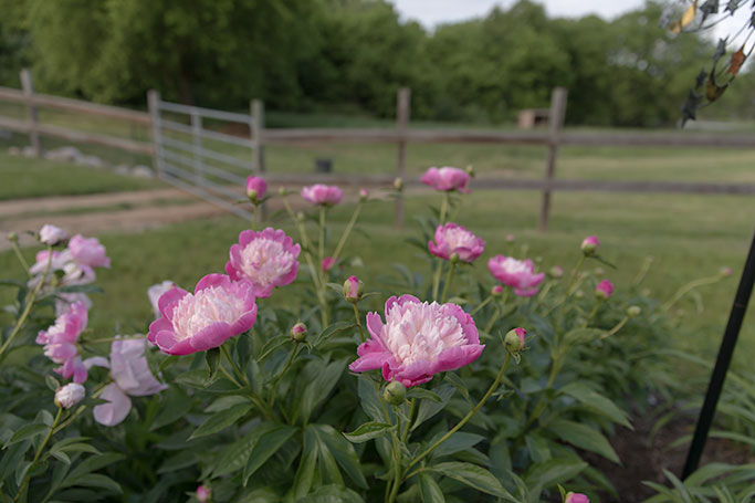 Peony 'Gay Paree'