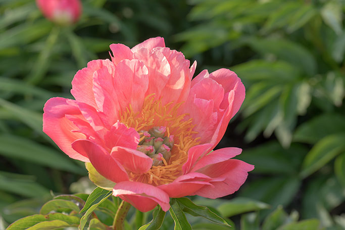 Peony 'Coral Sunset'